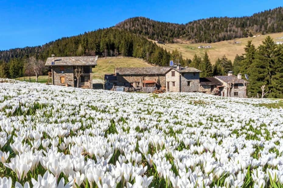 valtellina fiori