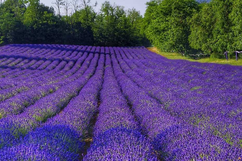 lavanda viola oltrepò