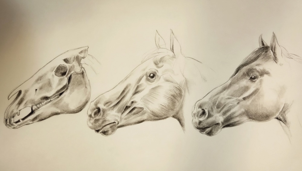 Anatomia muso del cavallo
