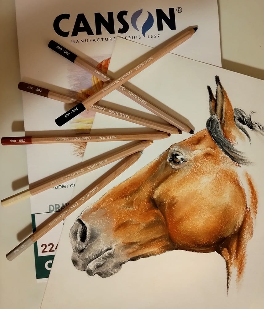 Disegno muso cavallo 