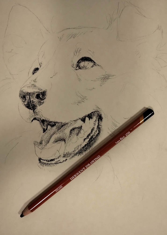 come disegnare un cane con le matite Derwent Drawing step 2