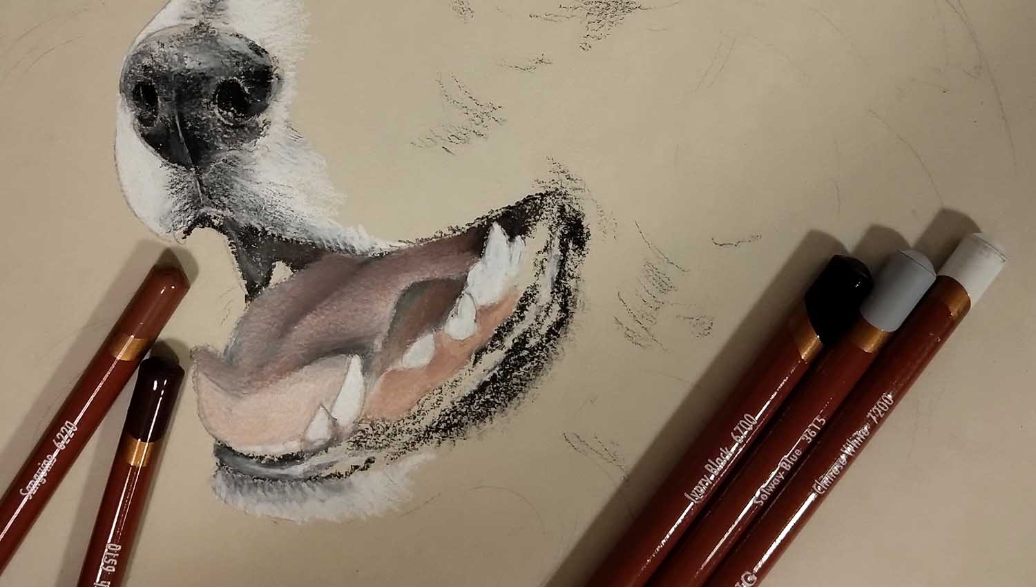 come disegnare un cane con le matite Derwent Drawing step 3